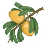 Argan Oil Skin Care