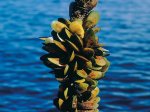 Green-lipped Mussel