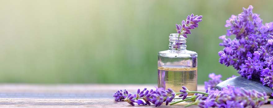 Lavender