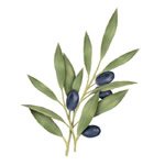 Olive Skin Care