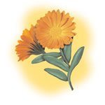 Marigold Skin Care