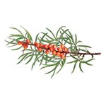 Sea Buckthorn Skin Care