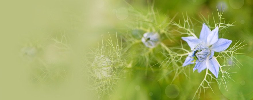 Black cumin